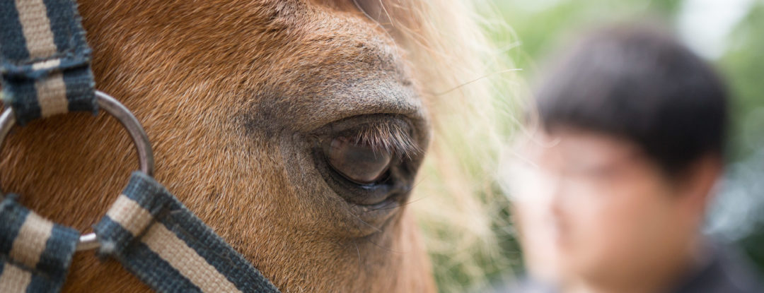 Le Bonheur dans le Pré: Centre de ressourcement et de thérapie avec le cheval à Forchies La Marche